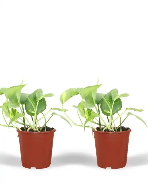 2x Pothos Epipremnum aureum | 20 cm | Pot u00d812 cm