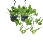 2x Epipremnum aureum (Scindapsus), 25 cm, 15 cm pot