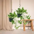 2x Epipremnum aureum (Scindapsus), 25 cm, 15 cm pot