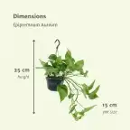 2x Epipremnum aureum (Scindapsus), 25 cm, 15 cm pot