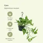 2x Epipremnum aureum (Scindapsus), 25 cm, 15 cm pot