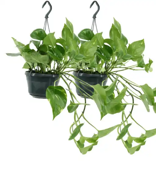 2x Epipremnum aureum (Scindapsus), 25 cm, 15 cm pot