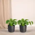 2x Philodendron scandens Heartleaf Plant, 5 cm, Pot 12 cm