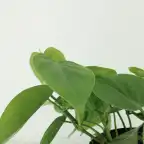 2x Philodendron scandens Heartleaf Plant, 5 cm, Pot 12 cm