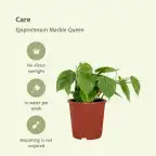 2x Philodendron scandens Heartleaf Plant, 5 cm, Pot 12 cm