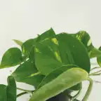2x Pothos Epipremnum aureum | 20 cm | Pot u00d812 cm