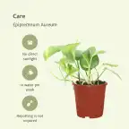 2x Pothos Epipremnum aureum | 20 cm | Pot u00d812 cm