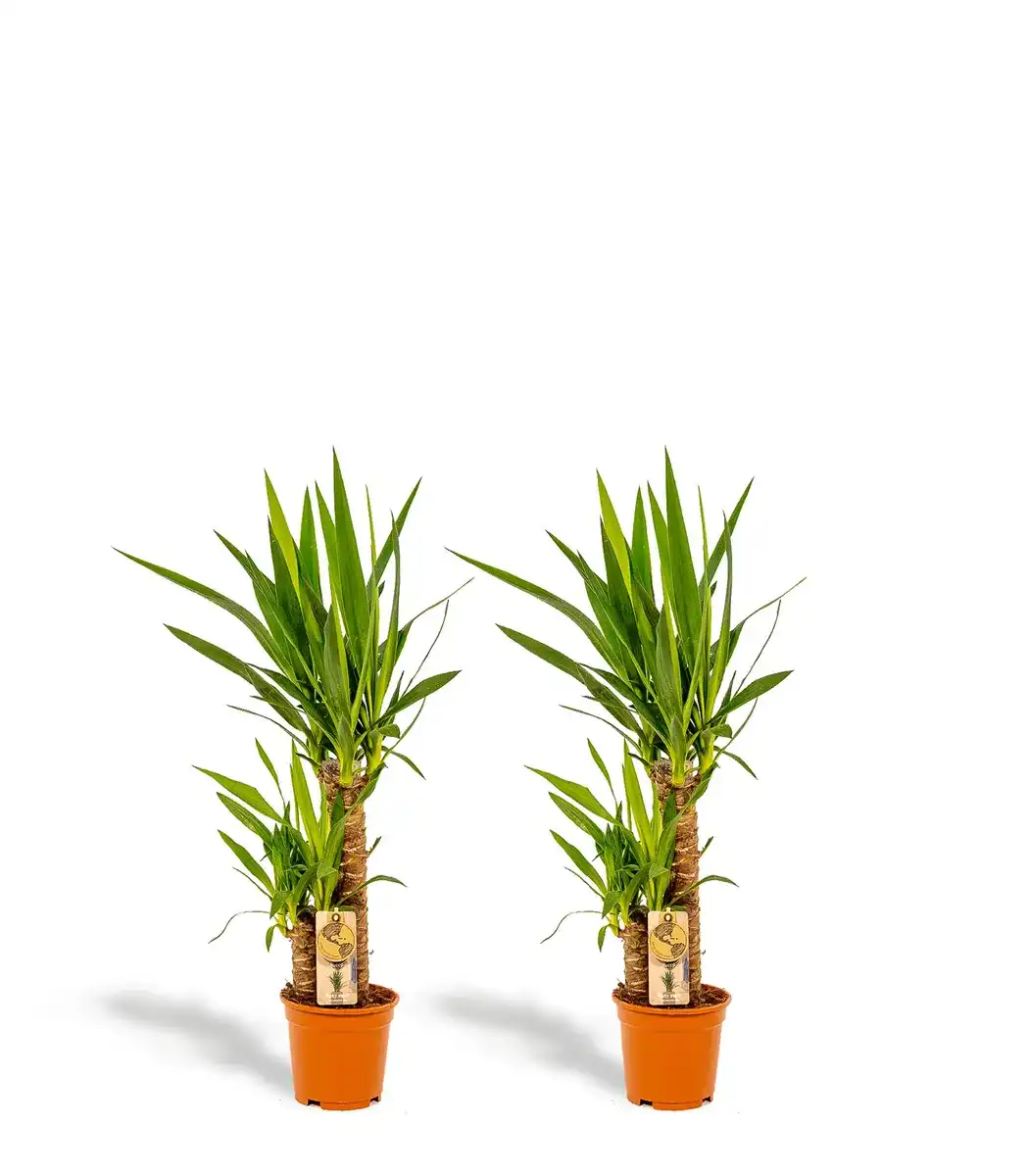 2x Yucca elephantipes, 90 cm, 17 cm nursery pot