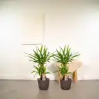 2x Yucca elephantipes, 90 cm, 17 cm nursery pot