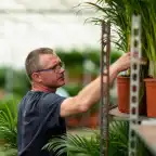 2x Yucca elephantipes, 90 cm, 17 cm nursery pot