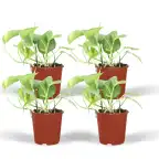 4x Epipremnum aureum (Scindapsus) pot u00d812 cm, 20 cm