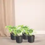 4x Epipremnum aureum (Scindapsus) pot u00d812 cm, 20 cm