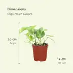 4x Epipremnum aureum (Scindapsus) pot u00d812 cm, 20 cm