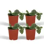 4x Scindapsus Pictus (Epipremnum) 5 cm, pot u00f812 cm
