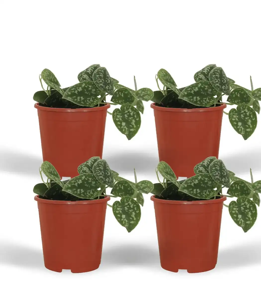 4x Scindapsus Pictus (Epipremnum) 5 cm, pot u00f812 cm