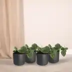 4x Scindapsus Pictus (Epipremnum) 5 cm, pot u00f812 cm