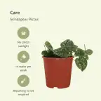 4x Scindapsus Pictus (Epipremnum) 5 cm, pot u00f812 cm