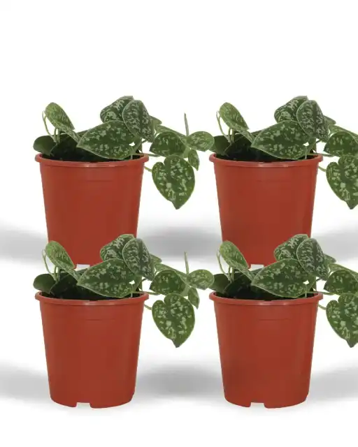 4x Scindapsus Pictus (Epipremnum) 5 cm, pot u00f812 cm