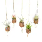 8x Kokodama Birdnest Tillandsia Mix, u00d87 cm, H5 cm