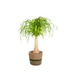 Beaucarnea recurvata Ponytail Palm with basket, u00d821 cm, 60-80 cm