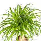 Beaucarnea recurvata Ponytail Palm with basket, u00d821 cm, 60-80 cm