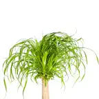 Beaucarnea recurvata Ponytail Palm with basket, u00d821 cm, 60-80 cm