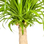 Beaucarnea recurvata Ponytail Palm with basket, u00d821 cm, 60-80 cm