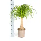 Beaucarnea recurvata Ponytail Palm with basket, u00d821 cm, 60-80 cm