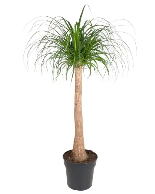 Beaucarnea recurvata trunk 120 cm, pot u00d832 cm