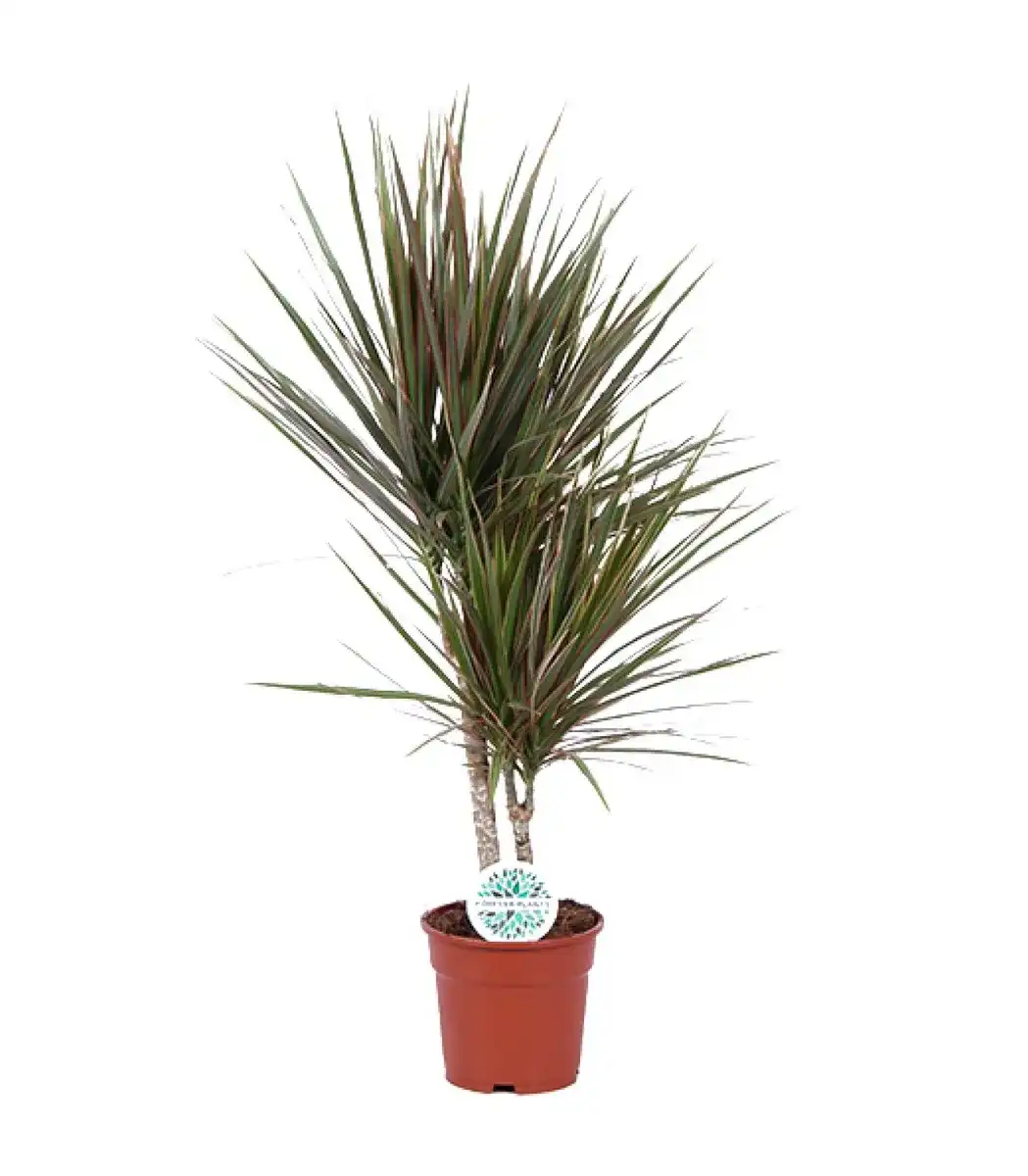 Bicolor Dracaena (Dracaena marginata) u2013 17 cm pot, 75 cm