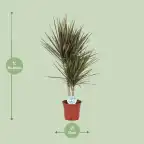Bicolor Dracaena (Dracaena marginata) u2013 17 cm pot, 75 cm