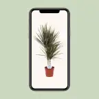 Bicolor Dracaena (Dracaena marginata) u2013 17 cm pot, 75 cm