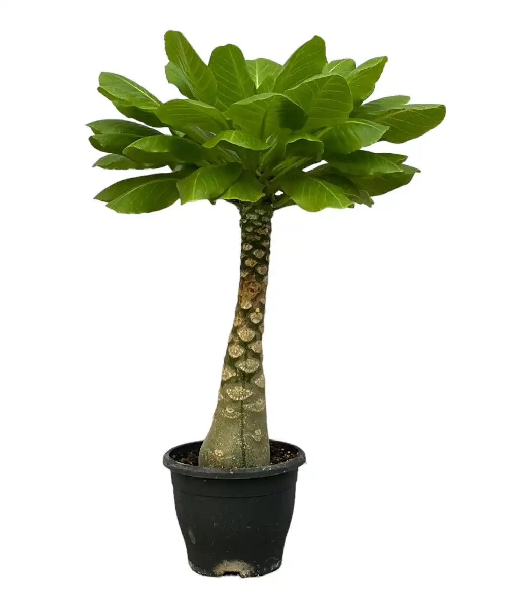 Brighamia insignis Hawaiian Palm - 25 cm - Pot u00d812 cm