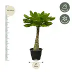 Brighamia insignis Hawaiian Palm - 25 cm - Pot u00d812 cm