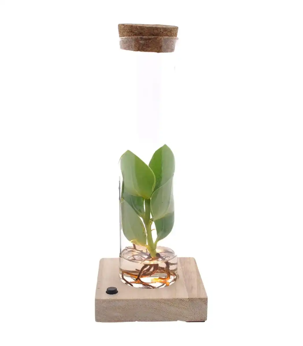 Clusia (Clusia rosea) in glass tube with LED, u00d85 cm, 10 cm