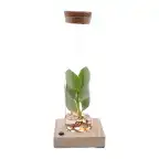Clusia (Clusia rosea) in glass tube with LED, u00d85 cm, 10 cm