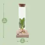 Clusia (Clusia rosea) in glass tube with LED, u00d85 cm, 10 cm