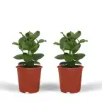 Clusia Princess (Clusia rosea) u2013 2 plants, pot u00d812 cm, 15 cm
