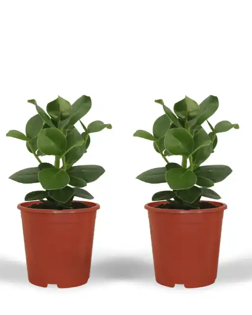 Clusia Princess (Clusia rosea) u2013 2 plants, pot u00d812 cm, 15 cm