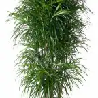 Dracaena Anita Branched (Dracaena fragrans) 160 cm u00d834