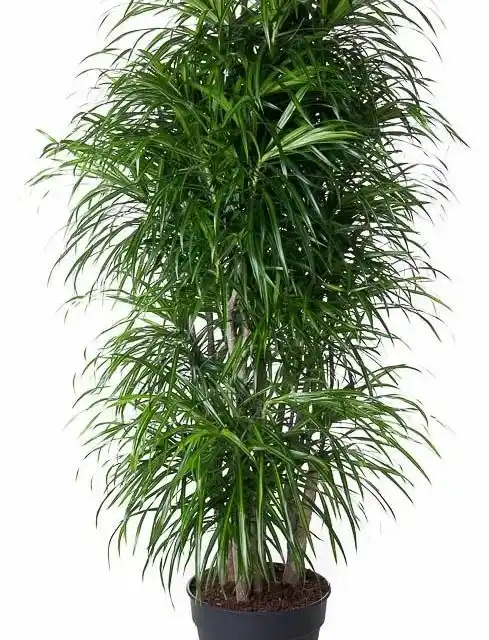 Dracaena Anita Branched (Dracaena fragrans) 160 cm u00d834