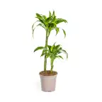 Dracaena deremensis Dorado u00d819 cm, 70u201390 cm, green variegated