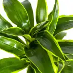 Dracaena deremensis Dorado u00d819 cm, 70u201390 cm, green variegated