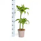 Dracaena deremensis Dorado u00d819 cm, 70u201390 cm, green variegated