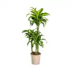 Dracaena deremensis 'Dorado' u2013 Pot u00d821 cm, 100u2013120 cm