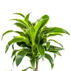 Dracaena deremensis 'Dorado' u2013 Pot u00d821 cm, 100u2013120 cm