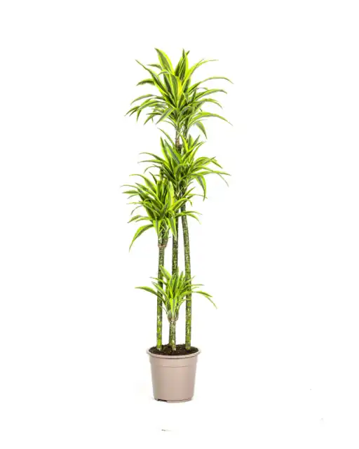 Dracaena fragrans 'Lemon Lime' u00d827 cm u2013 170-190 cm houseplant