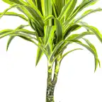 Dracaena deremensis Lemon Lime u00d821 cm, 90u2013110 cm | Indoor Plant