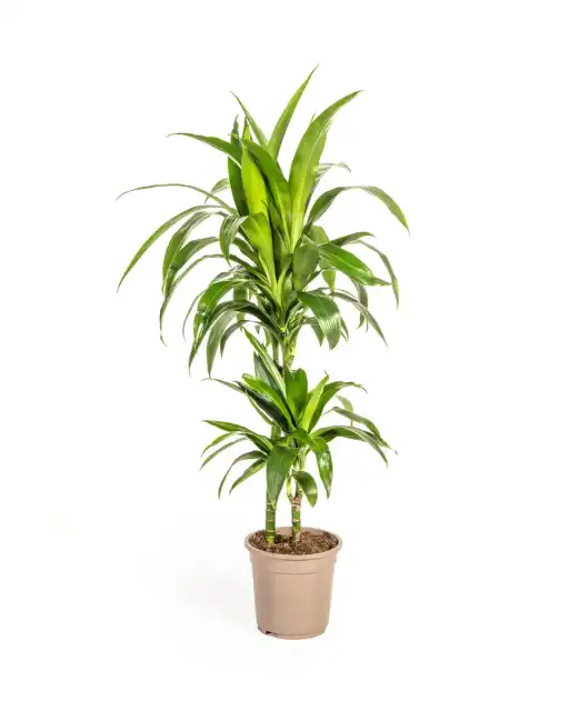 Dracaena deremensis 'Lisa' Pot u00d819 cm, 70u201390 cm