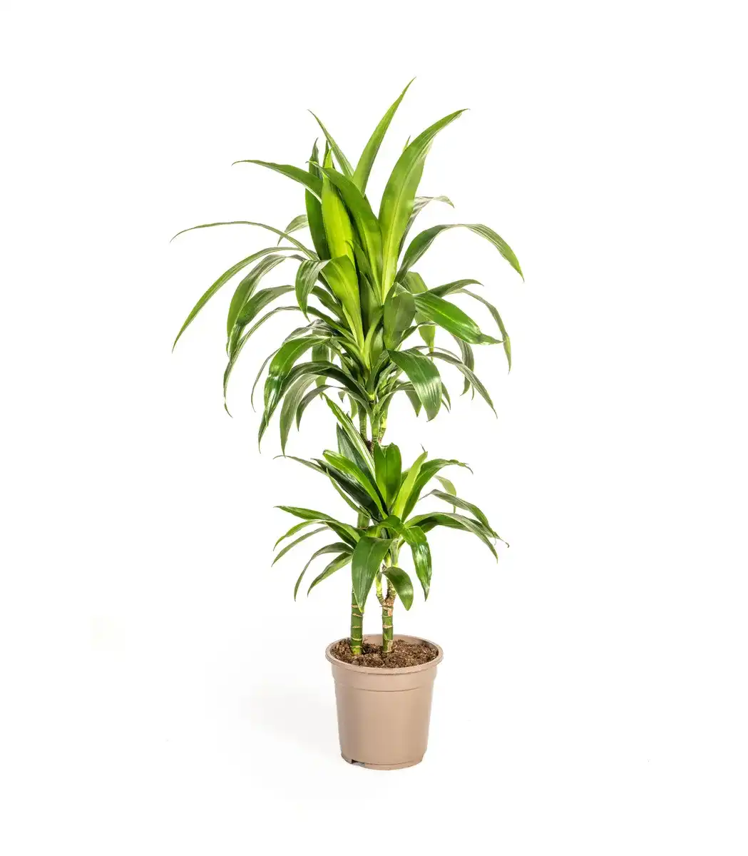 Dracaena deremensis 'Lisa' Pot u00d819 cm, 70u201390 cm